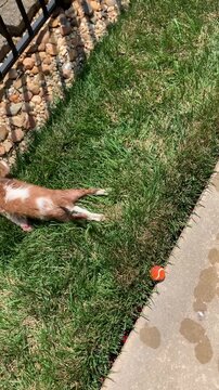 Wet Caviler King Charles rolling in grass