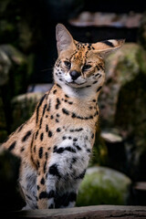 Serval. This small agile predator