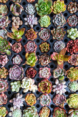 Fototapeta premium Zoom photograph of multicolour succulents plants on black tray