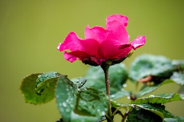 Pink Rose flower with raindrops