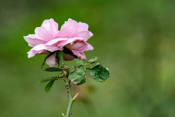 Pink Rose flower with raindrops