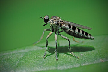 macro photography of Three-banded Pirate (Stichopogon trifasciatus)