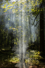Fototapeta premium Smoke in the forest. Rays of light through the smoke.