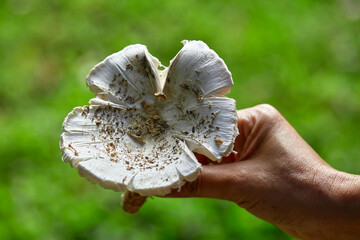 Cropped hand of woman holding edible wild mushroom