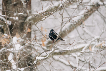 Black starling perched on a snowy branch during a gentle snowfall