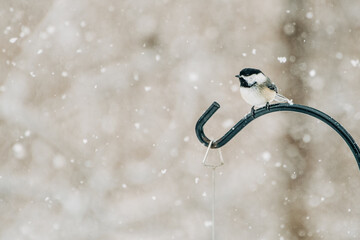 Small black-capped chickadee perched on a metal hook during snowfall © Cavan