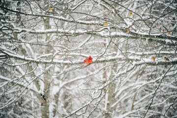 Bright red cardinal perched on a snow-covered branch in winter