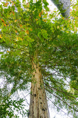 Majestic Tree Trunk and Lush Green Canopy Viewed from Below