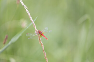 Scarlet Percher Red Dragonfly Resting on grass wings out Minimal