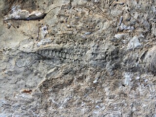Trilobite fossil embedded in textured rock showcasing details