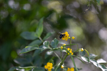 Bumblebee landing on a Yellow Flower plant - bee