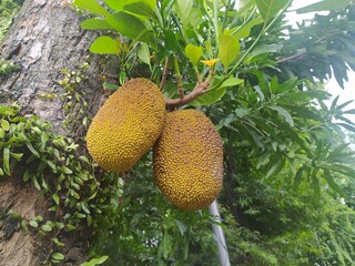 cempedak on the tree