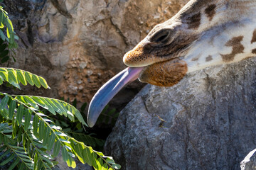Giraffe Reaching Out with Tongue to Eat Leaves - Giraffa camelopardalis rothschildi