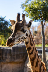 lose-up Portrait of a Giraffe in Sunlight - Giraffa camelopardalis rothschildi