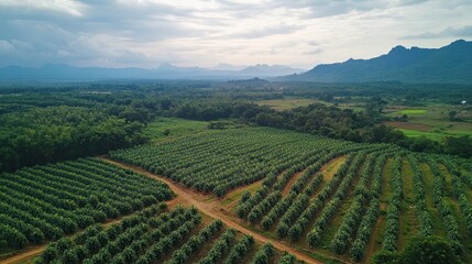 Fototapeta premium Aerial view of durian orchard in mountainous region.