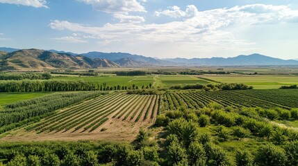 Fototapeta na wymiar Valley vineyard aerial view, farmland, mountains background, agriculture.