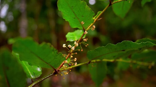 Amborella trichopoda is understory shrub or small tree endemic to island Grande Terre of New Caledonia in Pacific Ocean, Amborellaceae, sister group to all other flowering plants.