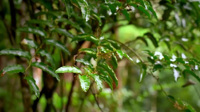 Amborella trichopoda is understory shrub or small tree endemic to island Grande Terre of New Caledonia in Pacific Ocean, Amborellaceae, sister group to all other flowering plants.