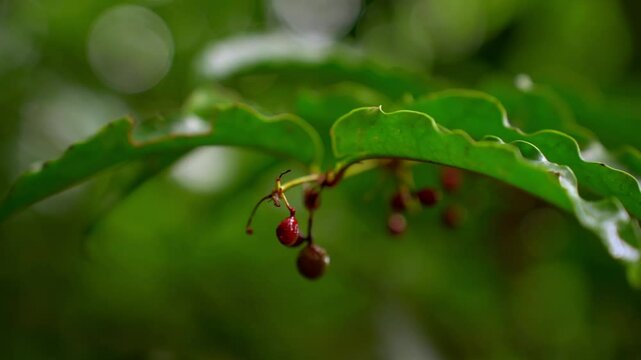 Amborella trichopoda is understory shrub or small tree endemic to island Grande Terre of New Caledonia in Pacific Ocean, Amborellaceae, sister group to all other flowering plants.