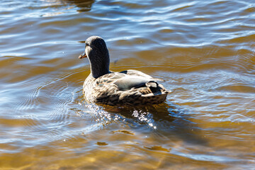 young ducks and drakes in lake with blue dark background with sun rays