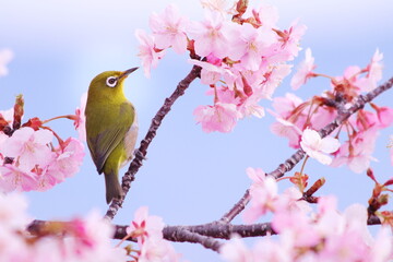 河津桜にとまるメジロ
