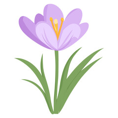 Naklejka premium Crocus flower crocus illustration vector