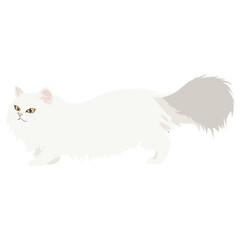 Persian cat illustration persian animal vector
