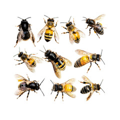set of bees