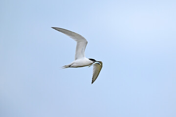 Obraz premium Brandseeschwalbe mit Fisch im Schnabel // Sandwich tern with fish in its beak (Thalasseus sandvicensis)
