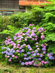 初夏の古民家の裏に咲くカラフルな紫陽花