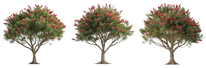 Three Callistemon Trees, Red Flower, Isolated on White Background, 3D Render, Callistemon, Bottlebrush, Plant