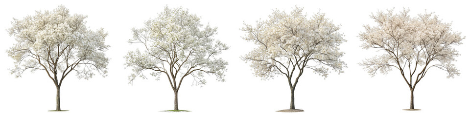 Fototapeta premium Quadruple Flowering Tree Composition Isolated on White Background, Spring, Nature, Tree, Blossom, Botany