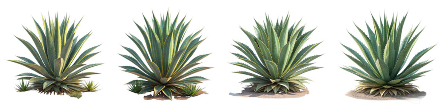Four Agaves Composition Desert Plants Isolated on White Background, Agave Plant Collection, Succulent Image, Agave, Succulents, Plants