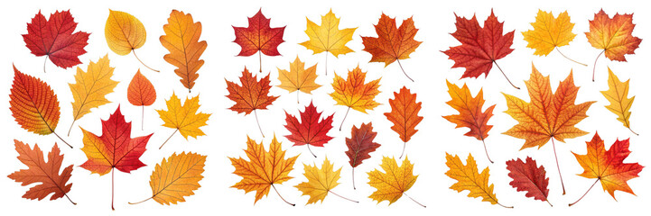 Autumn Leaves Collection  Multiple Red and Orange Maple Leaves Isolated on White Background, Fall Foliage, Nature Photography, Autumn, Fall, Leaves
