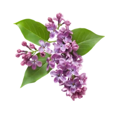 Fototapete branch of lilac © Annamorphosis
