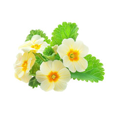 Primroses flower