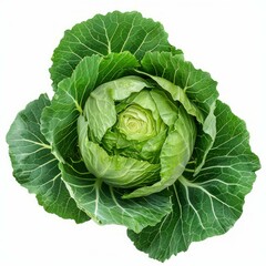 Fototapeta premium Fresh green cabbage with intact outer leaves, isolated on a white background with slight shadows