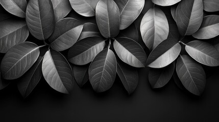 Monochrome leaf arrangement with dark background; overhead shot.
