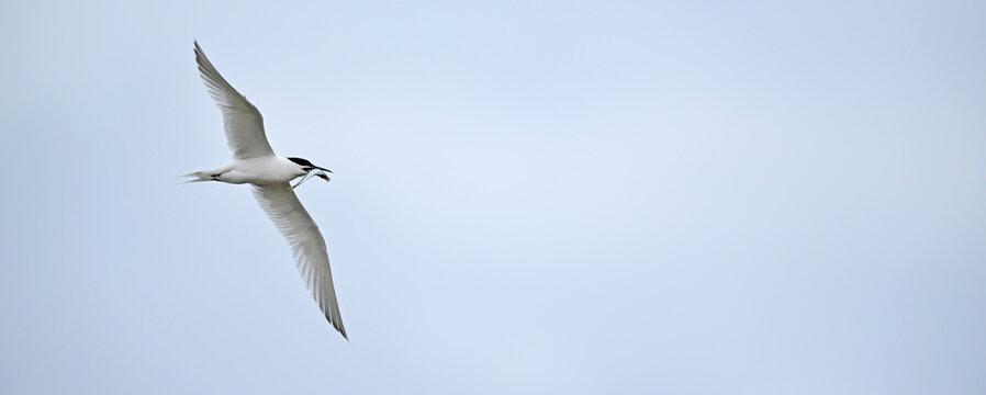 Brandseeschwalbe mit Fisch im Schnabel // Sandwich tern with fish in its beak (Thalasseus sandvicensis)