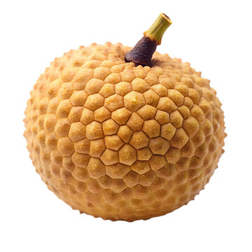 Longyan isolated on transparent background.