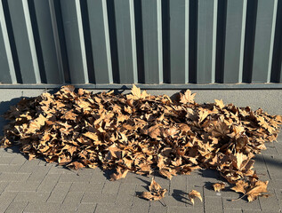 Dry fallen tree leaves outdoor winte time