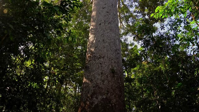 Kaori - Le Grand Kaori (the largest and oldest known kauri pine tree), Parc de la Riviere-Bleue (Blue River Provincial Park), Grande Terre, New Caledonia	