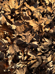 Dry fallen tree leaves outdoor winte time