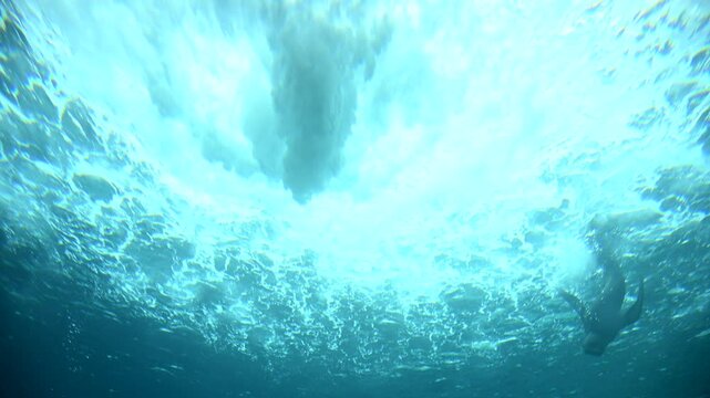 Experience young sea lions joyfully playing underwater as they interact with cascading water in a breathtaking natural setting. Their agile movements showcase wildlife beauty