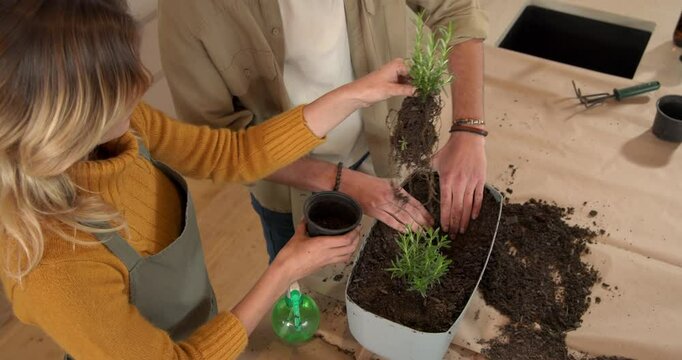 Planting rosemary together, couple engaging in gardening activity at home