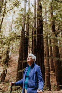 Elderly woman with grey hair hikes in redwood forest, California