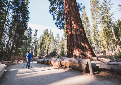 Older retired woman hikes along trail in Yosemite Park, California