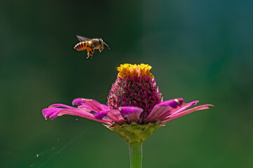 A small honey bee flying towards a flower