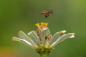 A small honey bee flying towards a flower