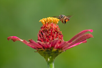 A small honey bee flying towards a flower
